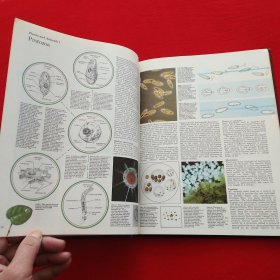 TheillustratedENCYCLOPEDLAOFKNOWLEDGE ( 图角知识百科全书 ）第一卷