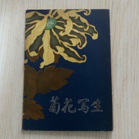 《菊花写生》