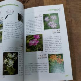 常见植物野外识别手册