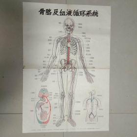 医学教学挂图:骨胳及血液循环系统.  粪肥卫生之一（半开）