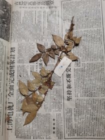 植物标本，无标本台纸.2150528-52