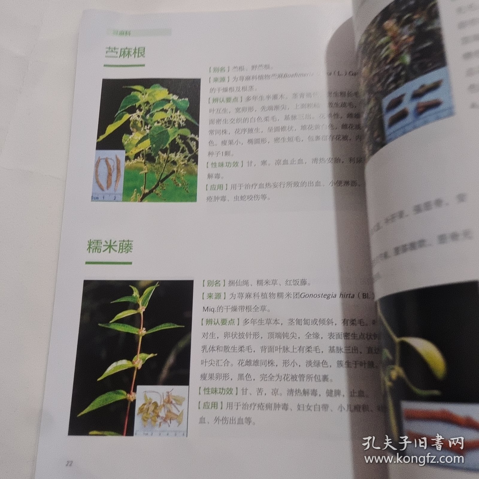 江西常见中草药图谱
