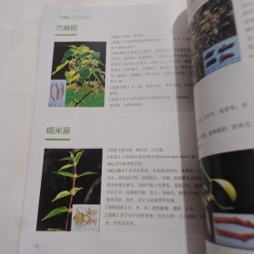 江西常见中草药图谱