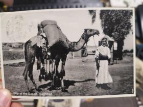 民国时期伊拉克巴格达美国实寄骆驼照片明信片