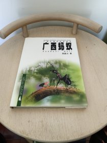 广西蚂蚁