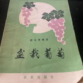 盆栽葡萄