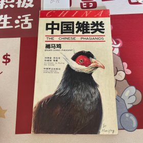 中国雉类 褐马鸡