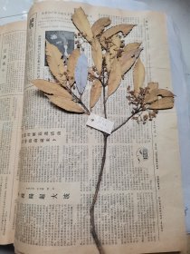 植物标本，无标本台纸.2150527-94