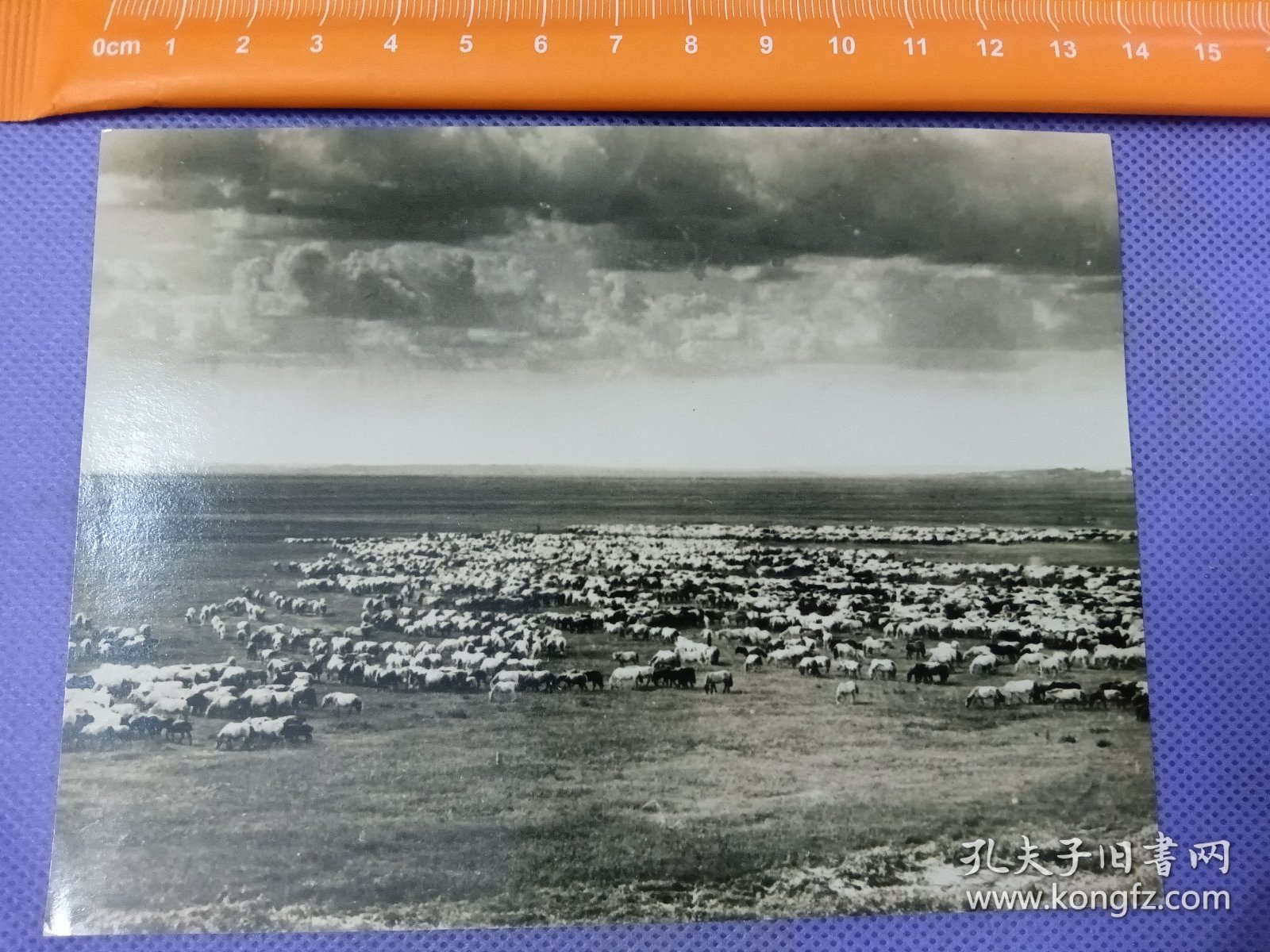 03563 蒙古 草原 牧羊 照片 民国 时期 老照片