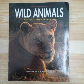 英文原版 WILD ANIMALS