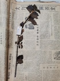 植物标本，无标本台纸.50327-95