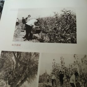 百年照片 山东省临邑县百年影像记忆上册 1900－20000