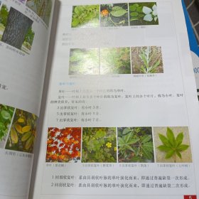 2000种植物原色图鉴 1-6缺7