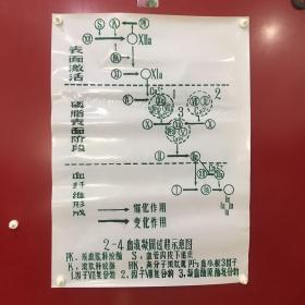 印刷品-医学教学图谱挂图（塑料）——2-4 血液凝固过程示意图【31】折痕、破损