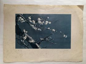 六十年代摄影画片，黄翔作品《梅花》一版一印，印量3000，1962年1月上海人民美术出版社