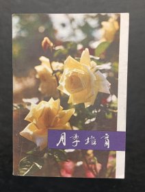 月季培育