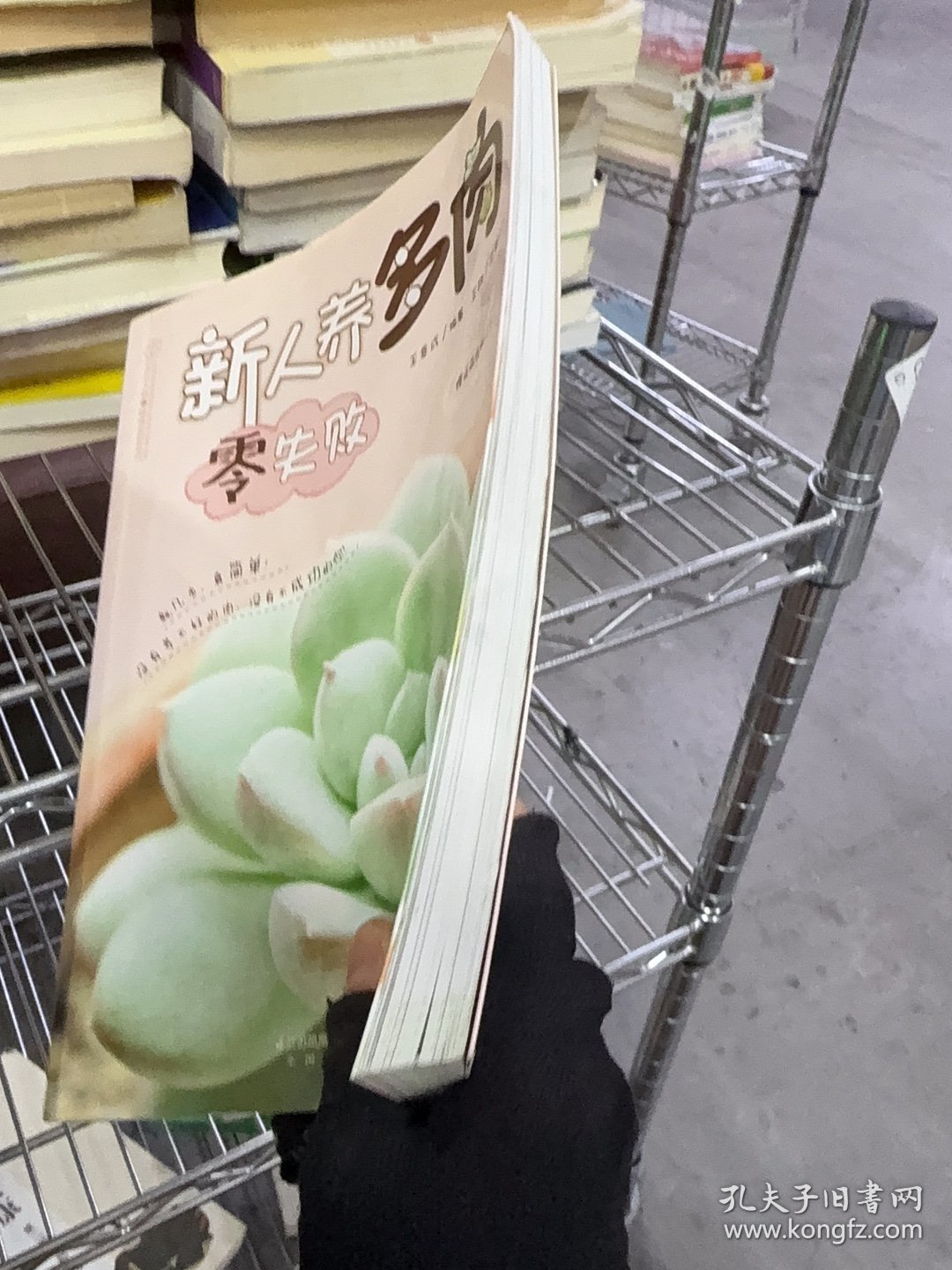 新人养多肉零失败