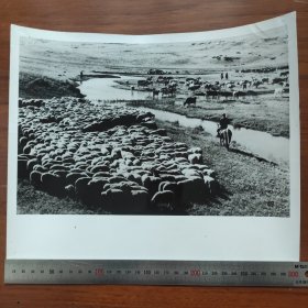 超大尺寸：1980年，内蒙古锡林郭勒盟牧场 ，牧民在放牧羊群W
