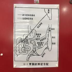 印刷品-医学教学图谱挂图（塑料）——6-1 胃肠的神经支配【41】折痕、破损