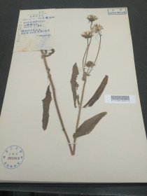 中国科学院植物研究所植物标本，1958年李馨于四川大金城砲台山采集，复旦大学植物标本室（39*27cm） 标14