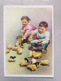 五十年代美术明信片：喂小鸡