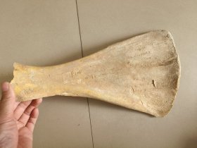 甲骨文骨头摆件。