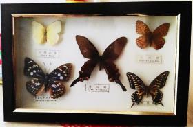 珍稀蝴蝶标本