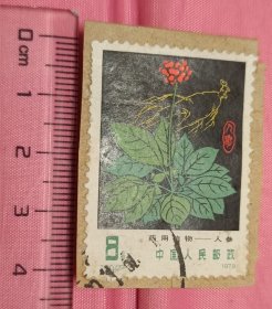 1978年8分邮票：T30(药用植物-人参)