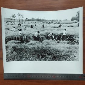 超大尺寸：1981年，四川省什邡县，社员们在收割油菜籽W