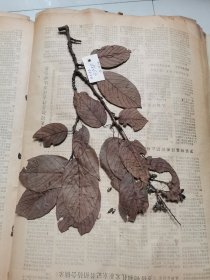 植物标本，无标本台纸.2150527-77