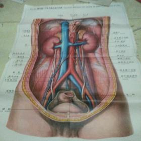 人体解剖挂图泌尿生殖系统Iv一2，腹后壁(示肾及输尿管的位置)