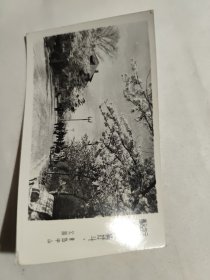 最高指示 青岛中山公园樱花游人 （约1968-1969年）