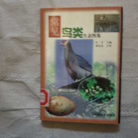 常见鸟类生态图集