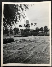 【照片珍藏】民国1944年西安小雁塔全景及周边景象，可见塔旁田地和树木，该画面为抗战即将胜利时美军士兵游历西安时拍摄，附今图。老照片方位少见，影像清晰、品佳难得