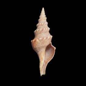 爪哇卷管螺（特别的外形）6.2厘米 菲律宾产