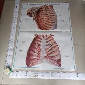 人体解剖挂图 运动系统 I一41前锯肌及胸横肌