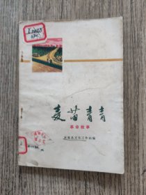 麦苗青青 革命故事