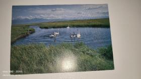 老明信片：巴音布鲁克天鹅湖一枚·新疆人民出版社