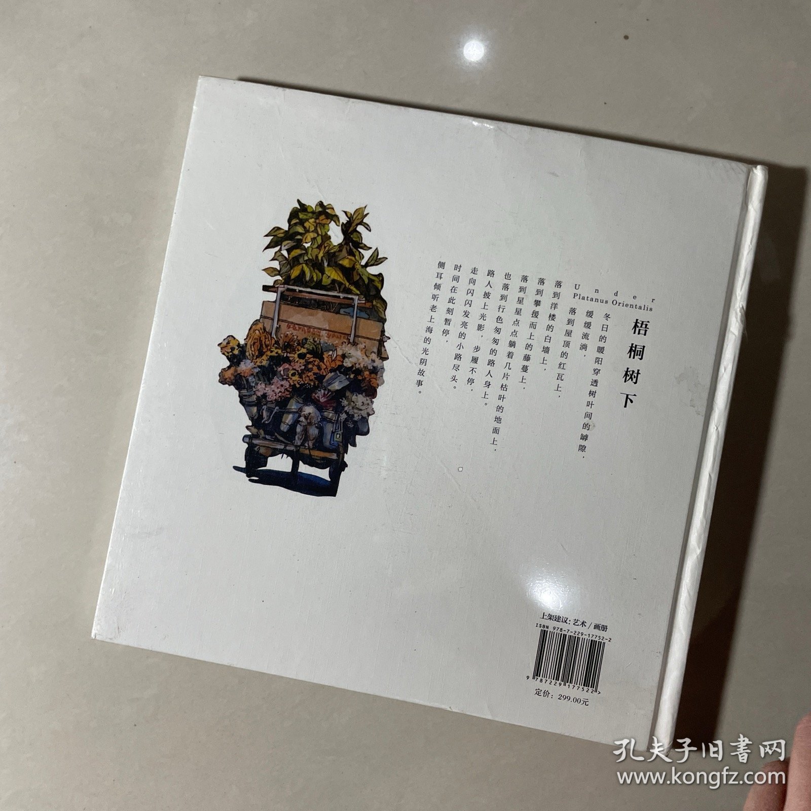 梧桐树下