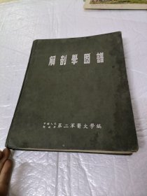 解剖学图谱