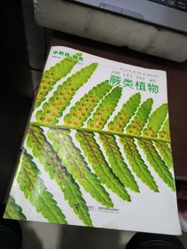 小聪仔 自然 蕨类植物