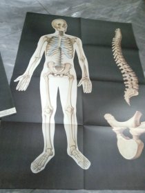 人体的骨骼 挂图