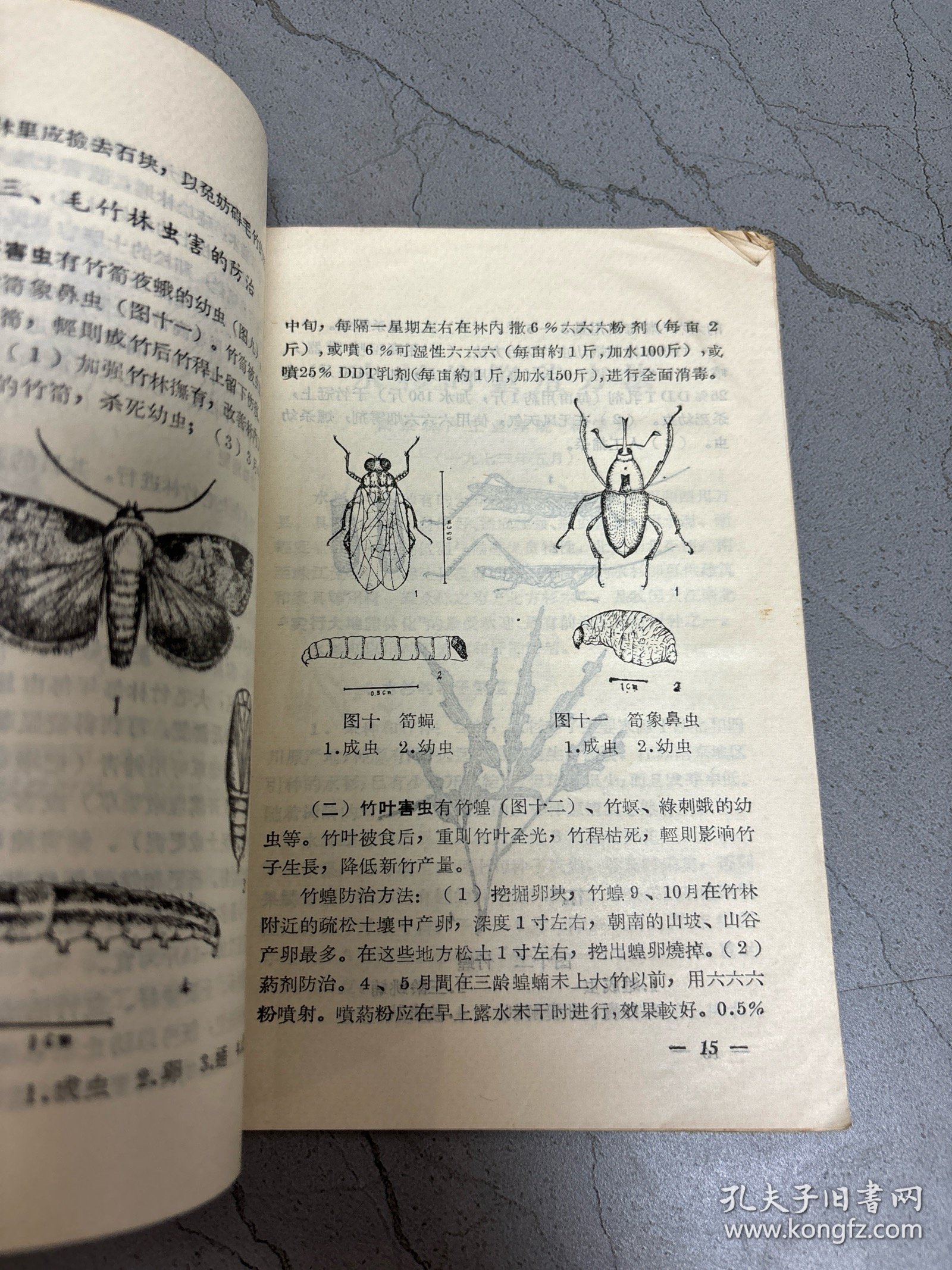 怎样培育毛竹林水杉的繁殖方法