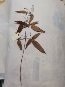 植物标本，无标本台纸.2150527-91