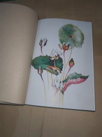 森林之花：玛格丽特·米的植物学笔记 精装