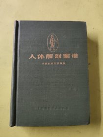 人体解剖图谱
