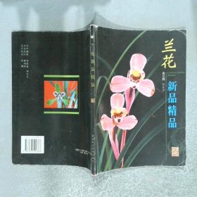 兰花新品精品