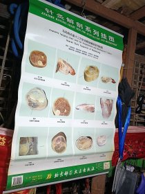 针炙解剖系列挂图图释