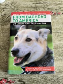 From Baghdad to America Life Lessons from a Dog