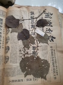植物标本，无标本台纸.2150528-82